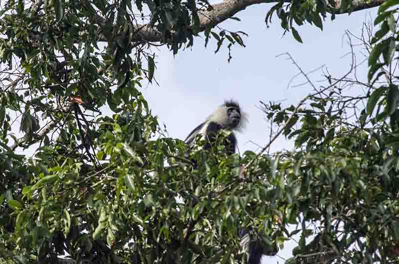 29 - Mono Colobo de Angola - parque nacional de Nyungwe - Ruanda